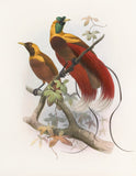 Daniel Giraud Elliot Birds of Paradise Paradisea sanguinea 1873