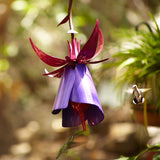Sensation Pink Coneflower Bird Feeder