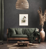 Daniel Giraud Elliot Birds of Paradise Diphyllodes respublica 1873