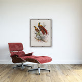 Daniel Giraud Elliot Birds of Paradise Paradisea sanguinea 1873