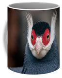 Brown Eared Pheasant Pheasant Animal Bird Plumage - Mug