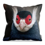 Brown Eared Pheasant Pheasant Animal Bird Plumage - Throw Pillow