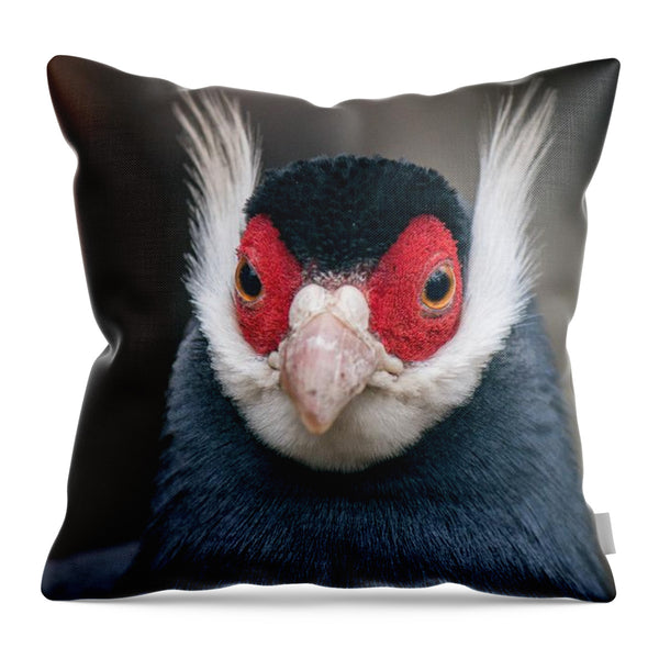 Brown Eared Pheasant Pheasant Animal Bird Plumage - Throw Pillow