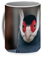 Brown Eared Pheasant Pheasant Animal Bird Plumage - Mug