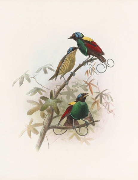 Daniel Giraud Elliot Birds of Paradise Diphyllodes respublica 1873