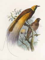 Daniel Giraud Elliot Birdoj de Paradizo Paradisea apoda 1873