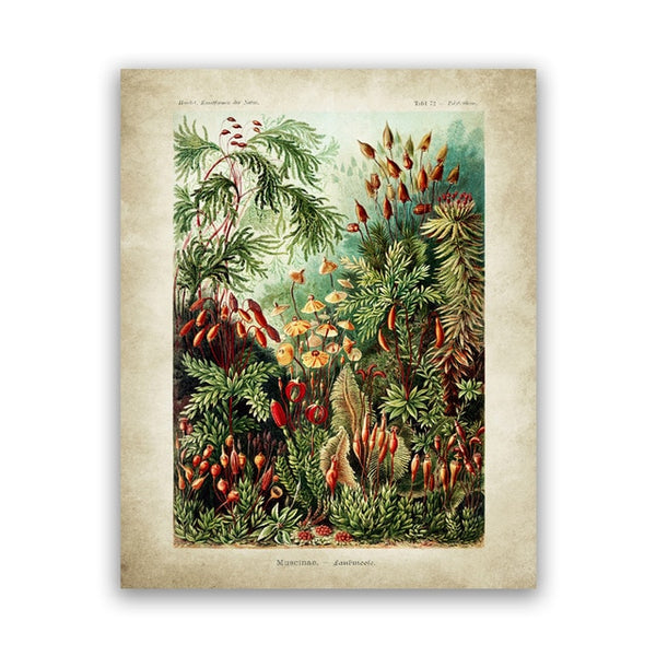 Ernst Haeckel Biology Palm Tree Prints Vintage Hummingbird Botanical Tropical HQ Canvas Print
