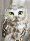 DIY Full Drill Diamond Painting 5D Owl DIY Diamond Art Animal Mosaic Home Decor