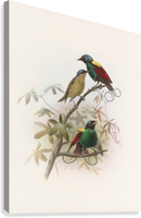 Daniel Giraud Elliot Rojaus paukščiai Diphyllodes respublica 1873 m