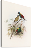 دانيال جيرود إليوت طيور الجنة Diphyllodes respublica 1873
