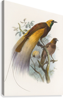 Daniel Giraud Elliot Rajske ptice Paradisea apoda 1873