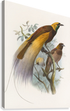 Daniel Giraud Elliot Birds of Paradise Paradisea apoda 1873